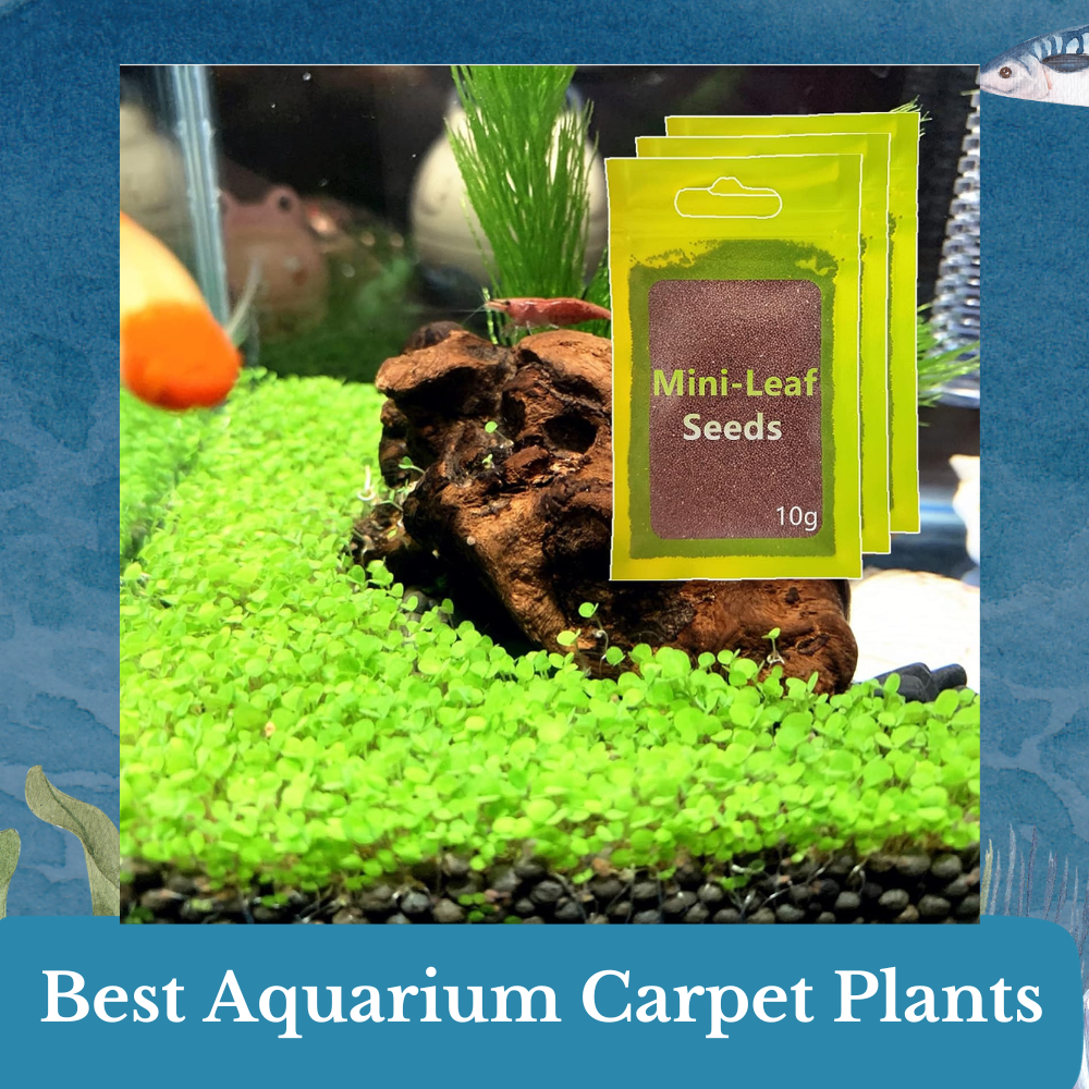 best aquarium carpet plants