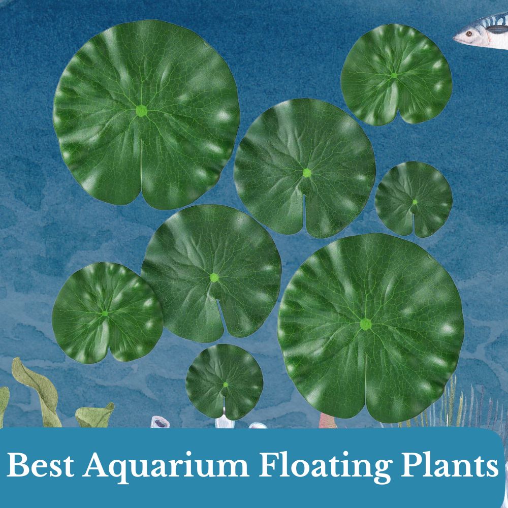 best aquarium floating plants