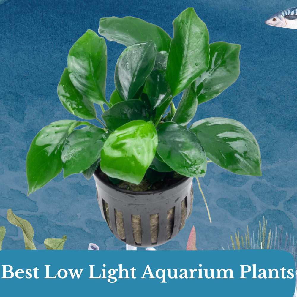 best low light aquarium plants