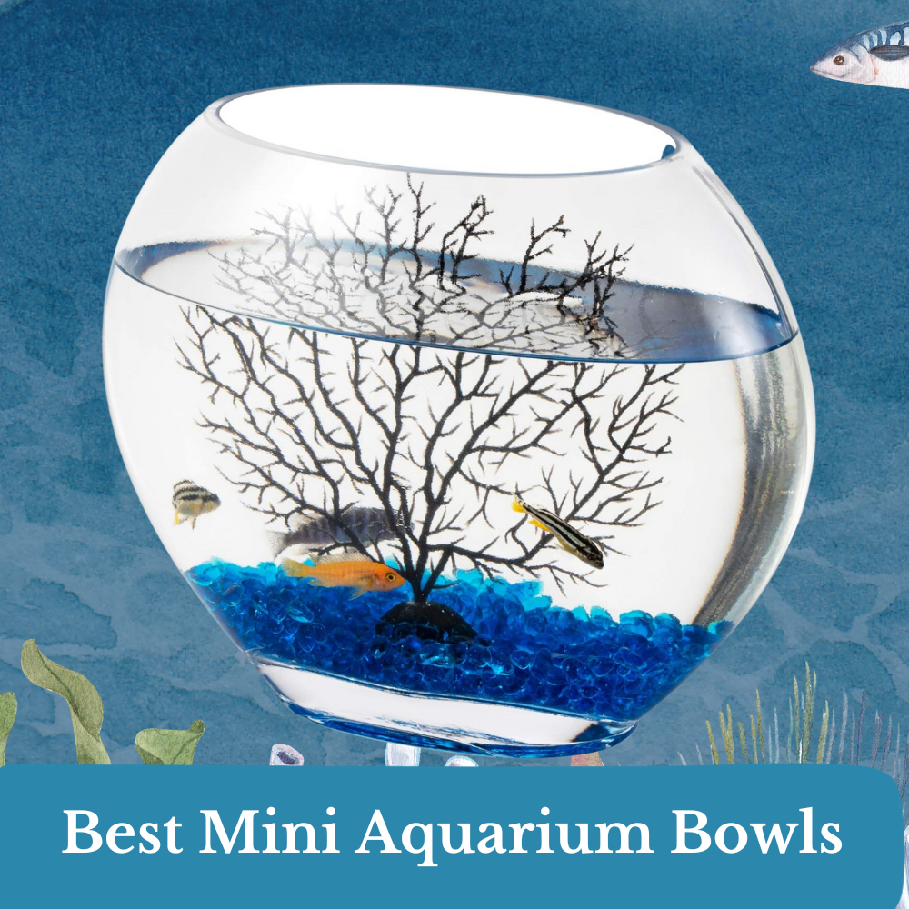 best mini aquarium bowls