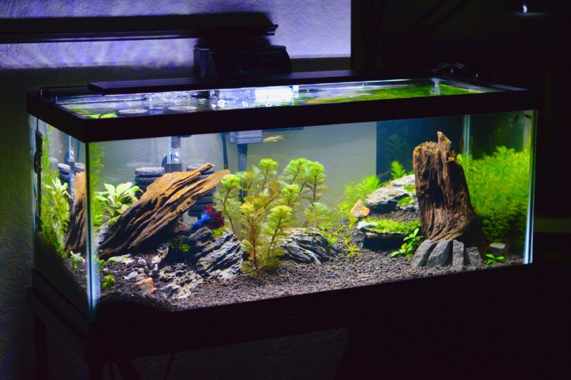 Iwagumi Aquascape