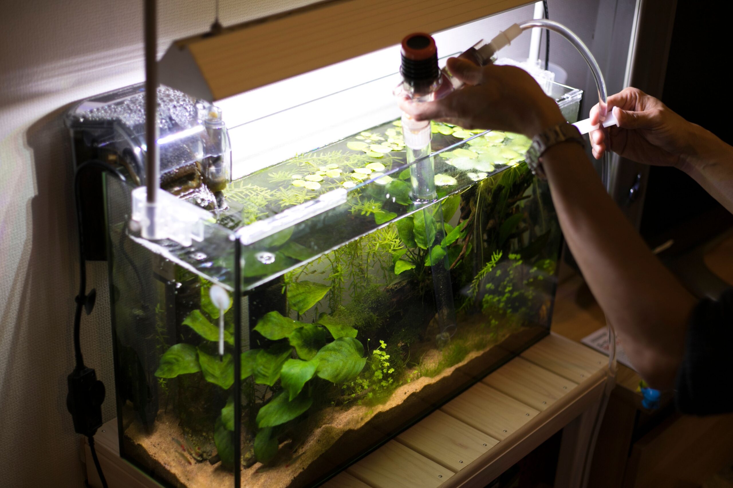 Unveiling the Essential Aquascaping Materials: A Beginner's Guide to Crafting the Perfect Underwater Oasis