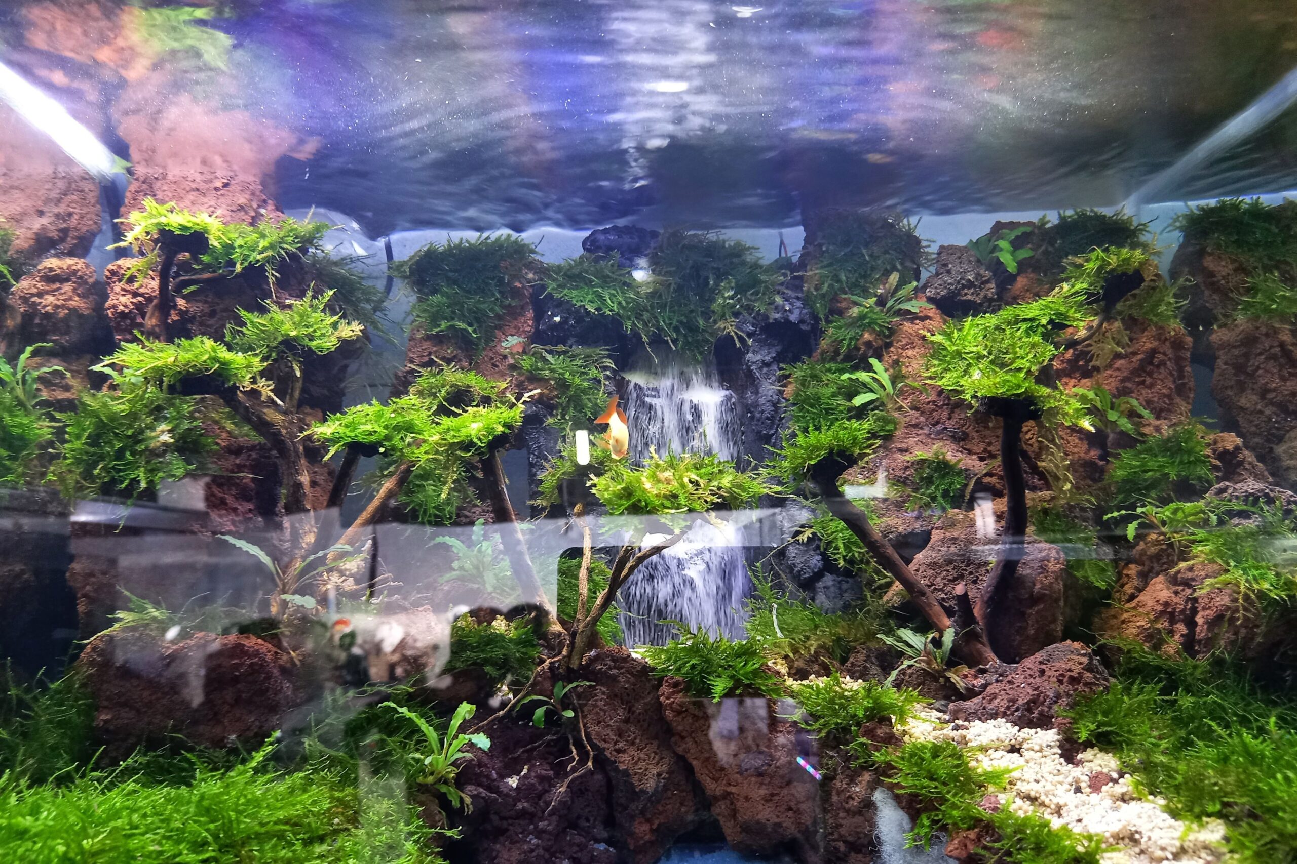 My Bonsai Aquascape Journey: A World of Miniature Beauty - Aqua Zen Hub