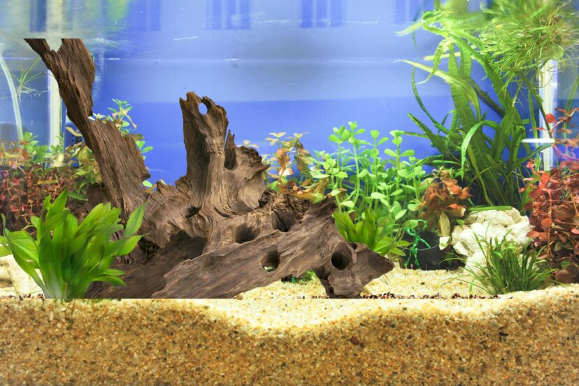 driftwood aquascape