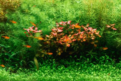 dutch aquascape