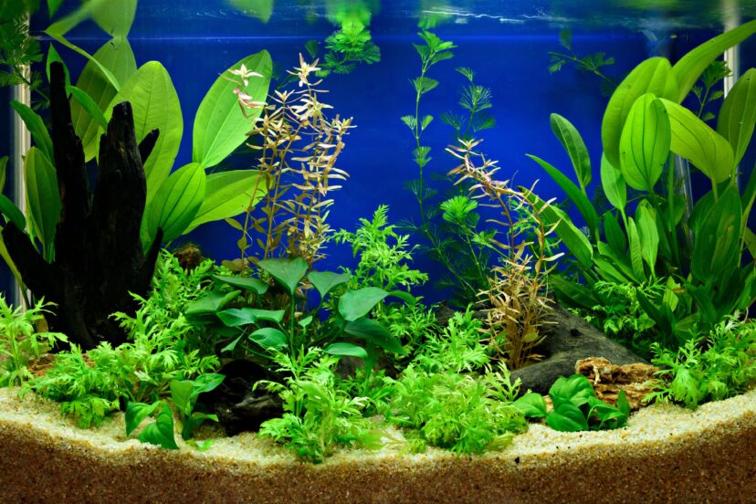 planted aquascapes