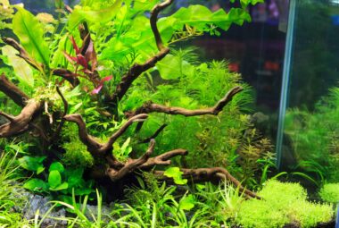 rock and driftwood aquascape