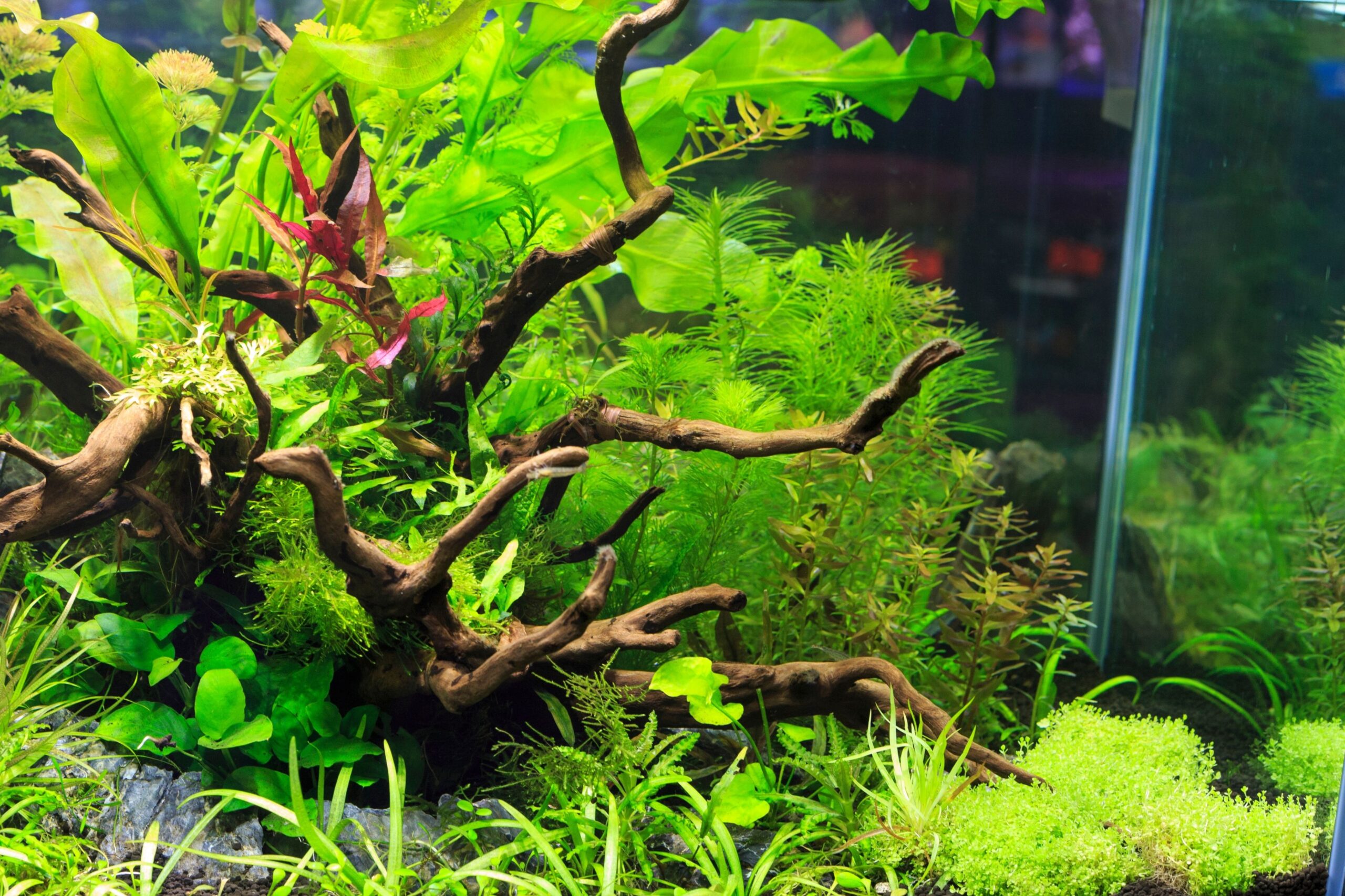 Rock And Driftwood Aquascape - Aqua Zen Hub