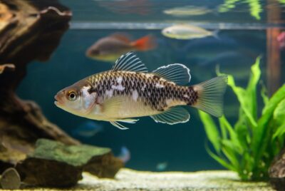 Fish Diseases