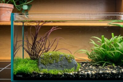 nitrogen cycle in aquascaping