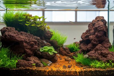 lava rock aquascape