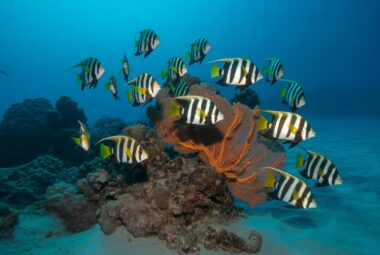 fish communication