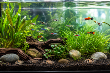 easy fish to take care of