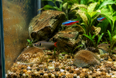 brown algae in fish tank