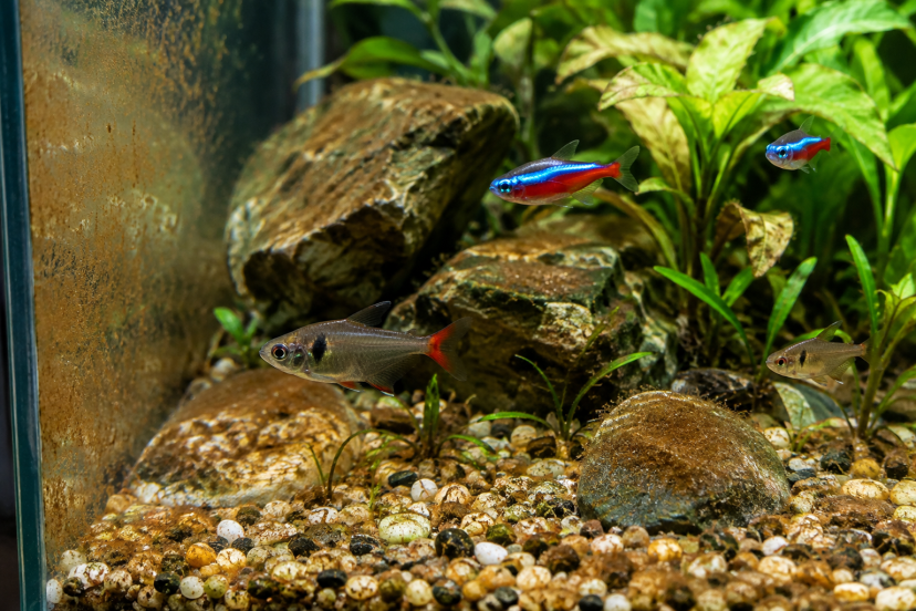 brown algae in fish tank
