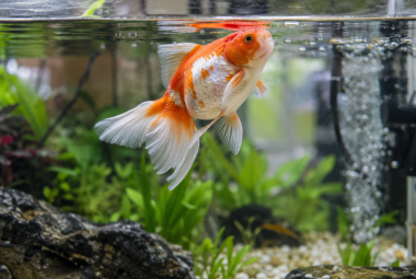swim bladder disease
